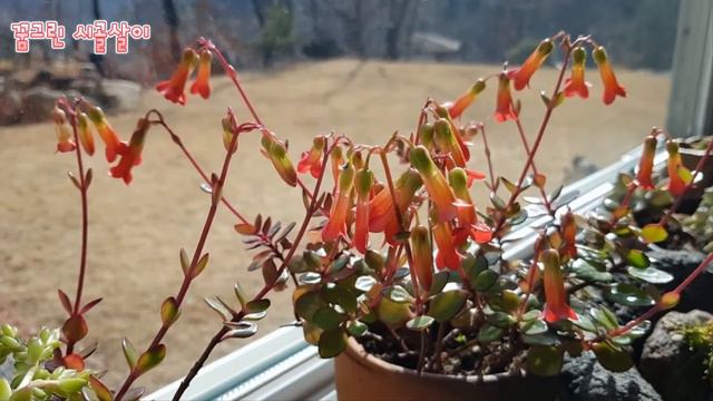 겨울에 꽃 한창 가랑코에테사 키우기