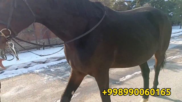 ЕВРОПАДАН КЕЛГАН ОТ TORIYA 182 СМ 7 ОЙЛИК БОГОЗ. ПРАДОЁТСЯ ЛОШАДЬ (Mus Tv)(БАЙ ТВ)(Hiloliddin Uz)