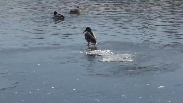 True Russia | The Ducks At The Swamp
