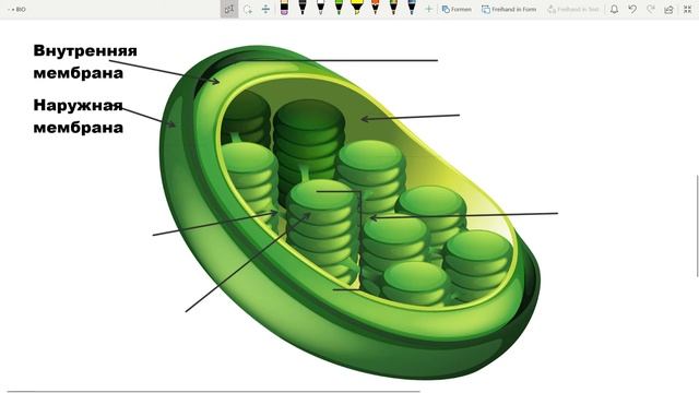 ХЛОРОПЛАСТ СТРОЕНИЕ ФУНКЦИЯ фотосинтез егэ (граны,тилакоиды,строма) урок ЕГЭ ОГЭ