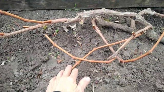 Виноград Красноярска. Сергей Будрис. 8-902-980-79-86.