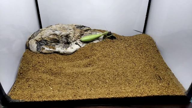 Природный Ритм