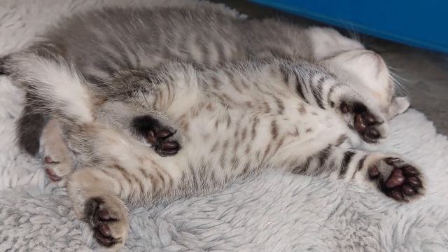 ?ТАКИХ НЯШНЫХ ВЫ ЕЩЁ НЕ ВИДЕЛИ! YOU HAVE NEVER SEEN SO CUTE!?