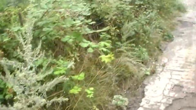 Eating Blackberries In Shushi - Շուշիում մոշ ուտելիս (2009)