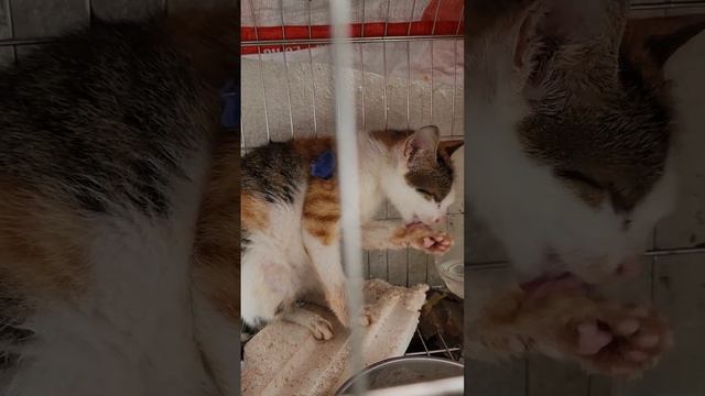 1115f0798a08dee56c05cf0b017785a2