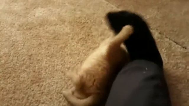 Be397c6580f43560095f6c936c0d5f5c