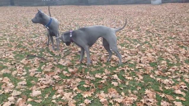 Thai Ridgebacks - Charlotte And Allo Aaliyah MightyThai By