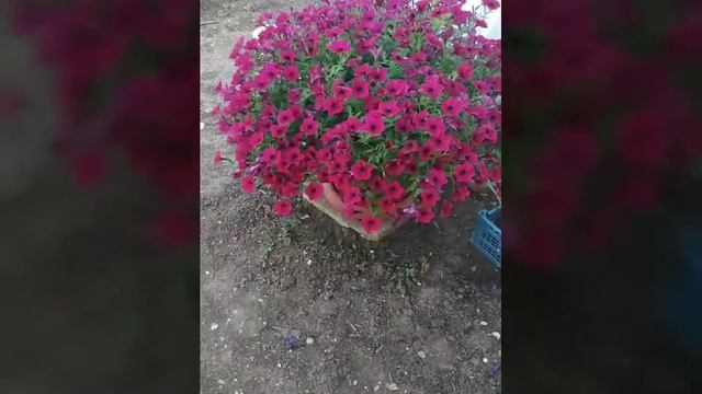 Мои петунии американской селекции из серии Тайдал Вейв. Восточный Крым. Сезон 2022г.