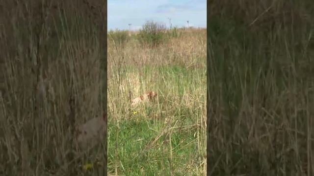 Охота с легавой породы Бретонский эпаньоль.