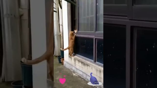 Котик пришел на свидание