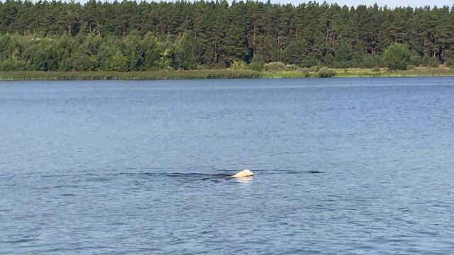 Labrador Fisherman. Лабрадор новая добыча. Охота на леща с собакой.