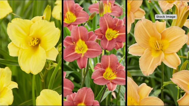 Roberta's 6-Piece Continuous Blooming Breeze Series Daylily On QVC