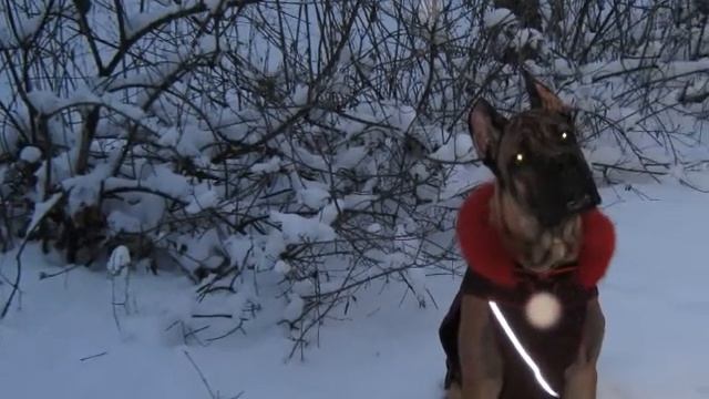 Кане корсо AURITTO ARNAS FIORISTA - Зимние прогулки