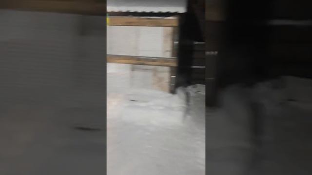 Тайра фото модель по американски Ну и моя Фазенда щенята Костик в гости приехал...