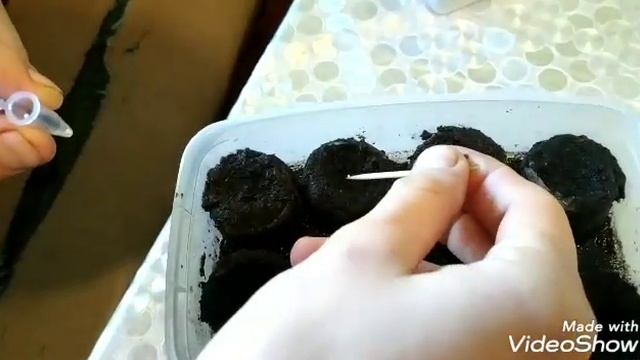 Посадка семян комнатных цветов Глоксиний и Пеларгоний.