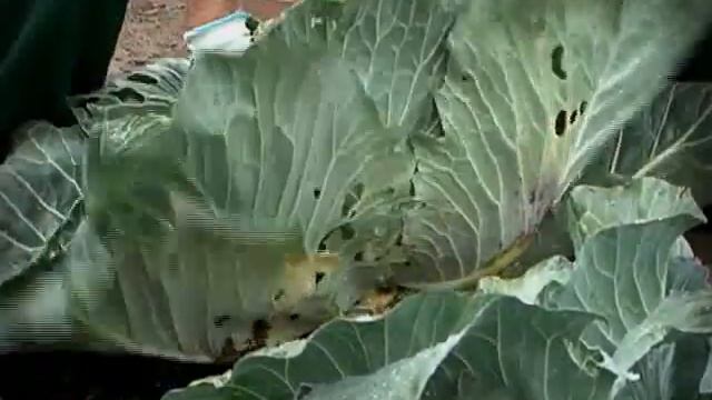 Во саду ли, в огороде (13.09.13)