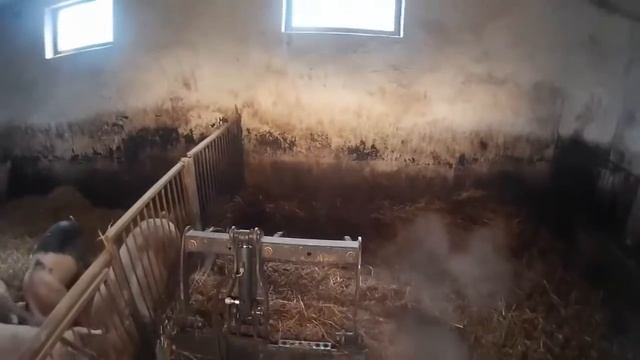 Услуги по очистке свинокомплексов ООО Дом Аренды