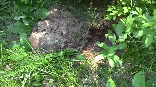 Лесной коп летом