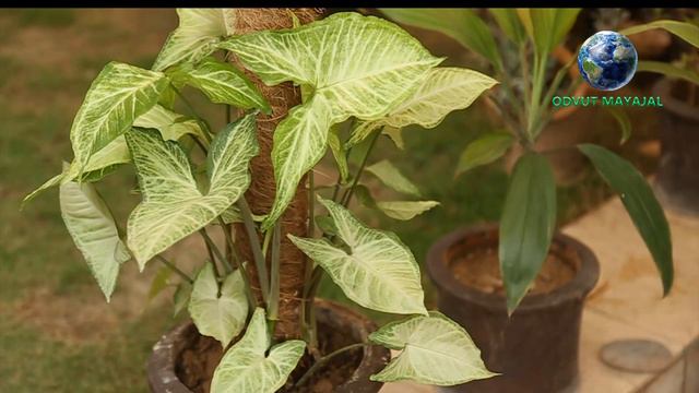 পৃথিবীর সবচেয়ে বিষাক্ত গাছ - বিষাক্ত এই গাছগুলো হয়তো আপনার ঘরেই আছে - Odvut Mayajal