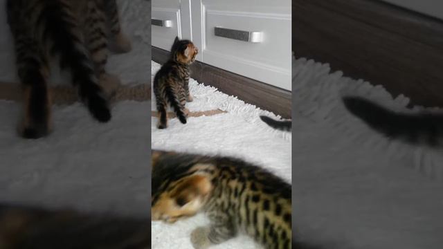 Бенгальские кошки