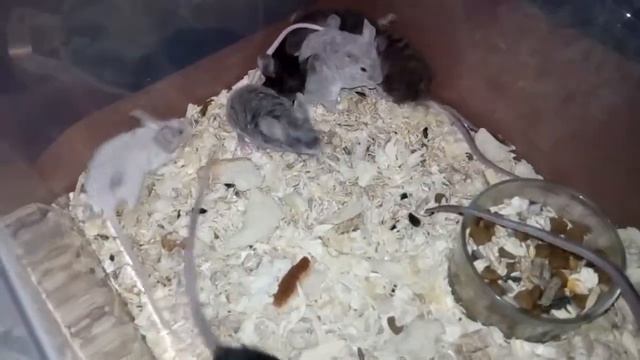 Мыши с большими ушами. Мои ушастики))