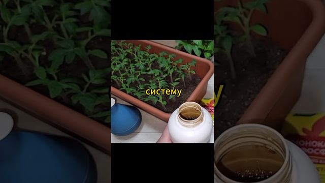 Рассада - укрепляем корни