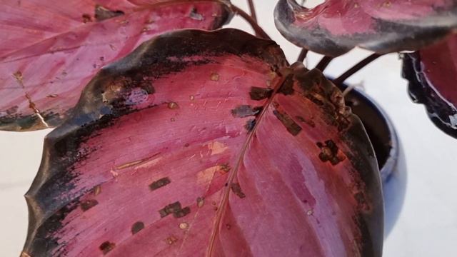 How To Grow And Care Calathea Picturata Crimson