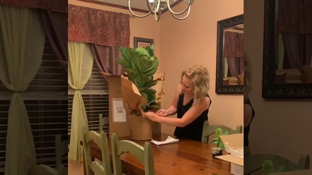 5 Ways To Spot A Healthy Fiddle Leaf Fig At The Garden Store Or Online