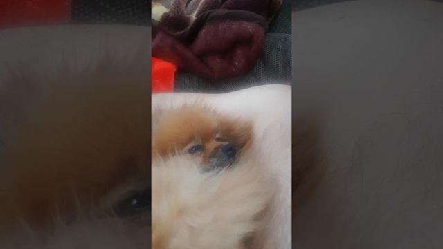 Шпиц спит и храпит