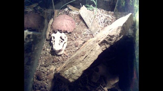 В террариуме у рептилий