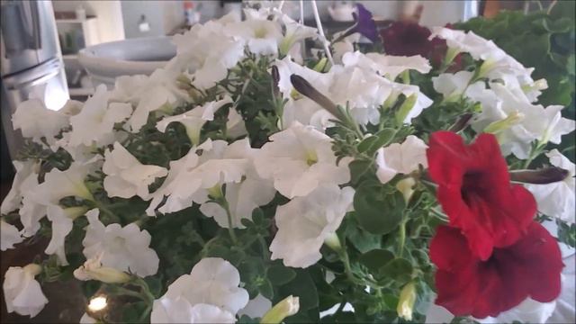 Front Porch For Summer  + Plant Haul