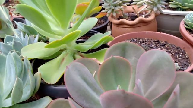 Como Estão As Suculentas No Vasos Descartáveis