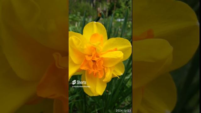 #nature Весенние цветы.