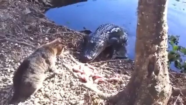 Котейка и крокодил