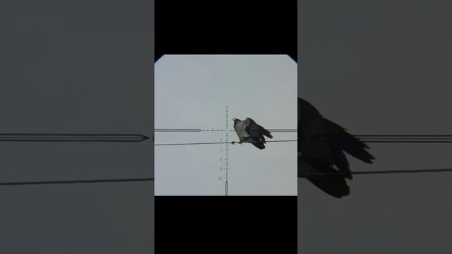 ШОК!!! Ворону Ударило Током⚡⚡⚡