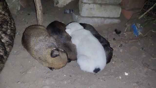 Рост и развитие млекопитающих. День пятнадцатый.