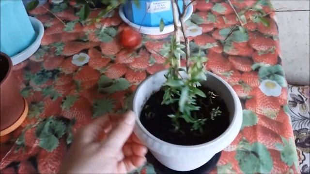 Мои комнатные плодовые растения после зимы.