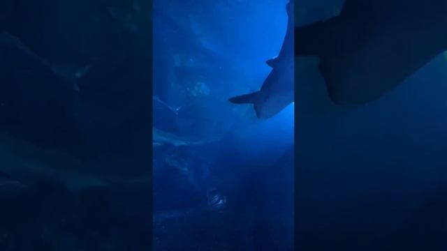 Аквариум в Дубай Молл | Dubai Aquarium And Underwater Zoo