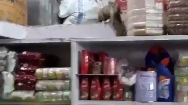 Стрей крыса нападает на своего поддельника