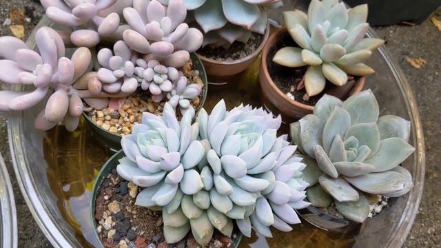How To Water Succulents And Cacti