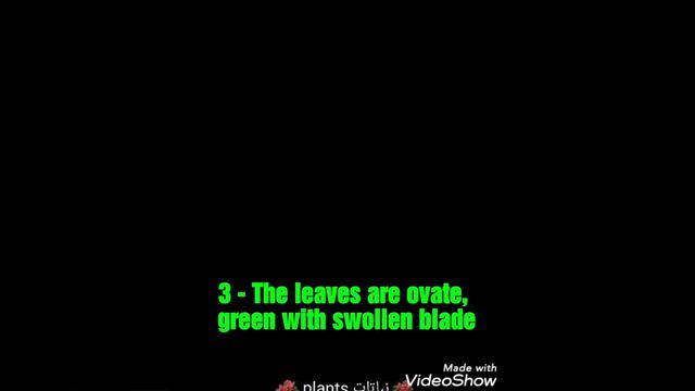 زَهْرَةُ الرَّبِيعِ الشَّائِعَةُ أوزهرة الربيع عديمة الساق Primula Acaulis اللاتينيPrimula Vulgaris