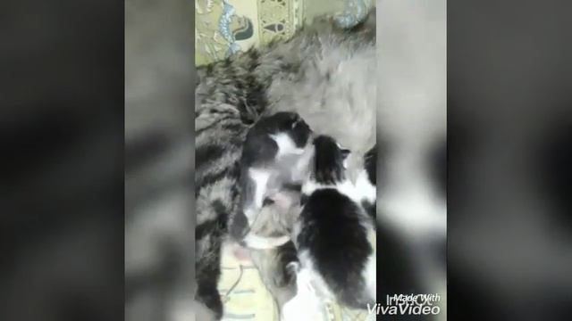 Котята дерутся