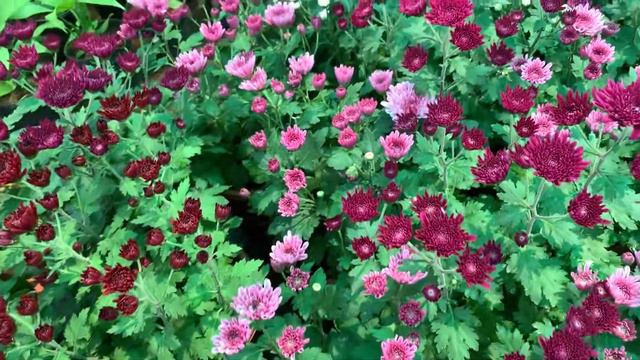 Lovely Flowers Home Garden Flowers #Chrysanthemum X Morifolium  Chrysanthemum Florist's