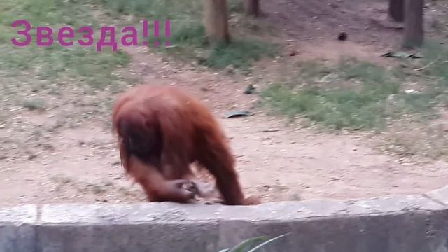 Обезьяна позирует на камеру. Маленькая милая обезьянка