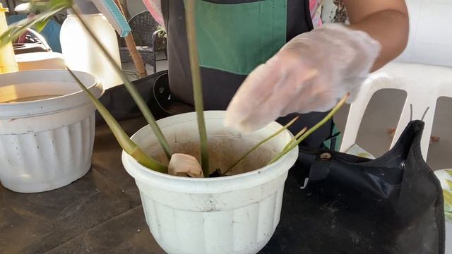 PROPAGATION AND REPOTTING OF PHILODENDRON MAYOI & TIBATIB / LETS REPOT MY PINK PRINCESS PROPAGATION