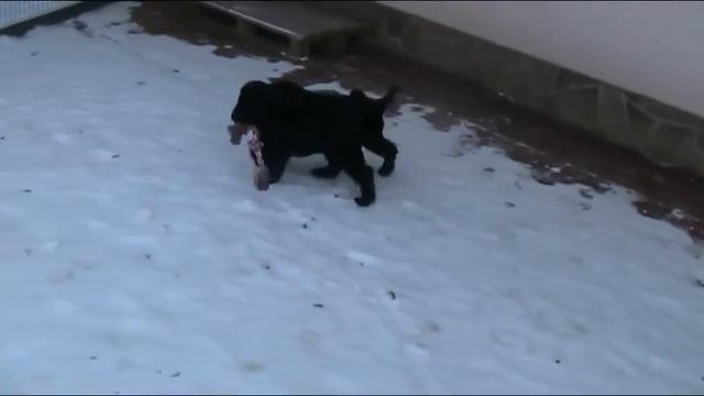 Giant Schnauzer Puppies 2 Month Old