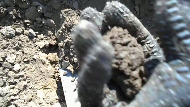 как я определяю когда нужно поливать виноград(21.06.2016)