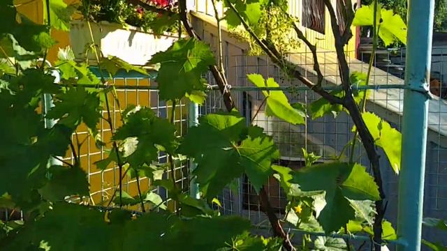 Виноград Подмосковья 06.07.2020, цветение кустов открытый грунт