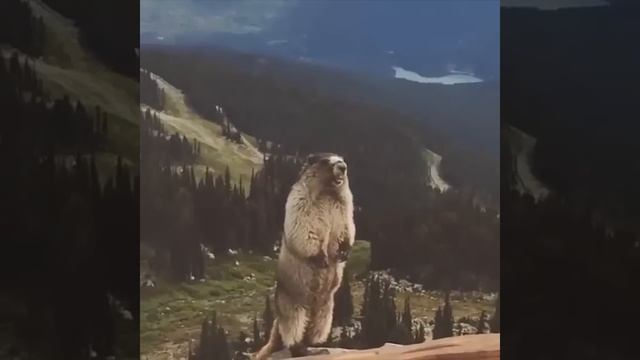 Как сурок кричит