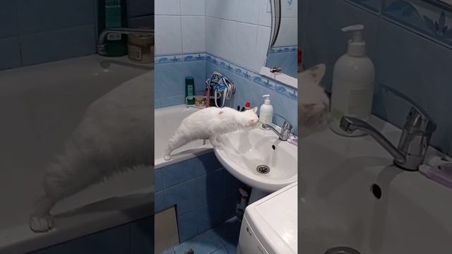 турецький Ван